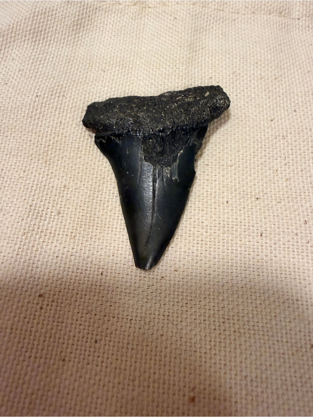 Black Shark Tooth  - AA battery to show size